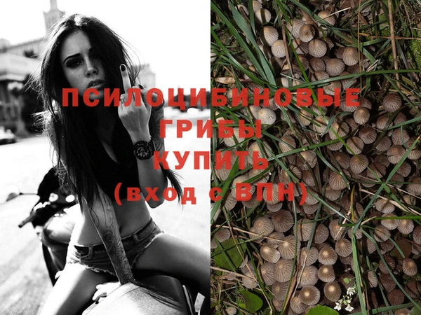 гашик Арсеньев